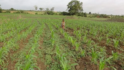 Modernisation et infrastructures agricoles